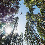 Man on a zip line flying through the forest canopy.