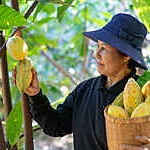 cocoa farmer Asian Woman farmer holds the cocoa fruit in the crate with a happy smile.